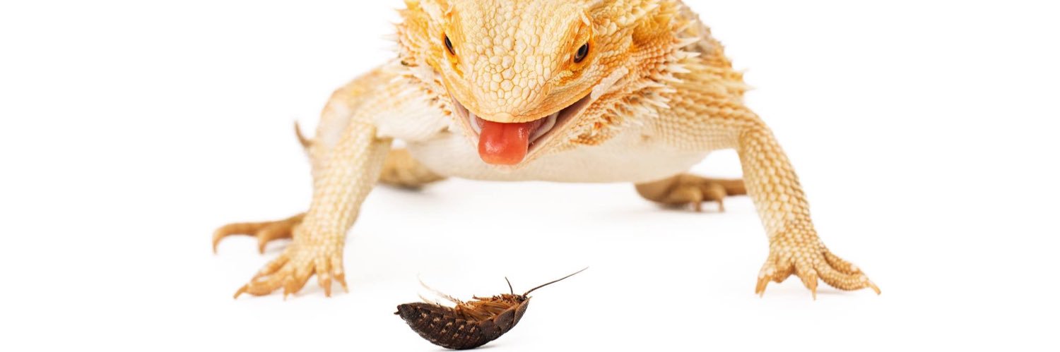 Dubia.com banner