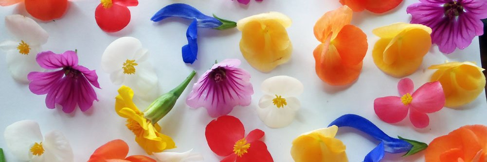 FreshFlowerGal's profile banner image