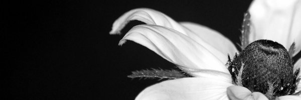 BetsyNewmeyer Profile Banner