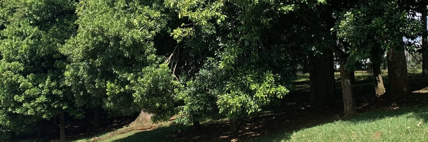 popoviczali's profile banner image