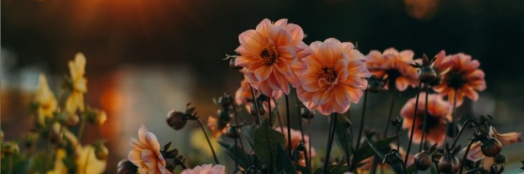 SerenadeSun55's profile banner image