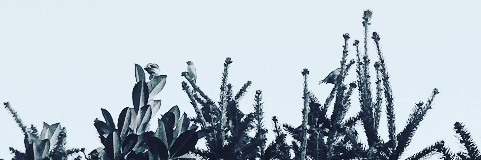 LaEngui's profile banner image