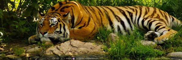 banglanews_eng Profile Banner