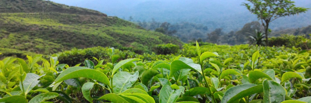 Rezamonium's profile banner image