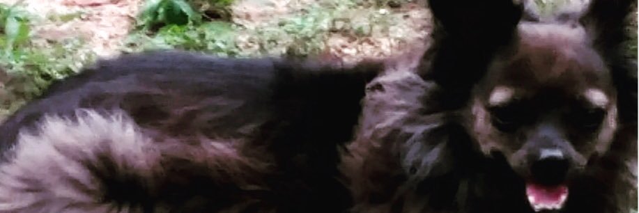 Sheldonthedogg's profile banner image