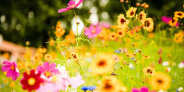 nicoled3096's profile banner image
