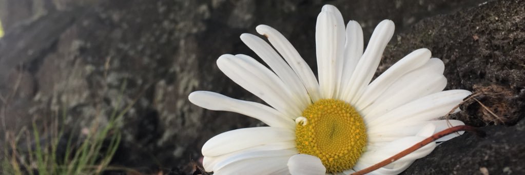 bsinitials's profile banner image