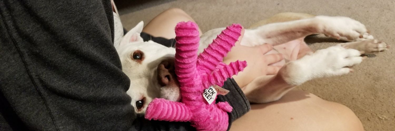 Kittyrosetv's profile banner image