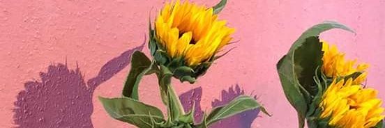Alexalvaoli's profile banner image