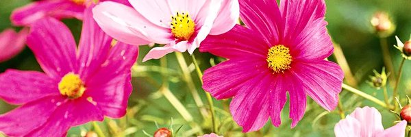 ChelleePea Profile Banner