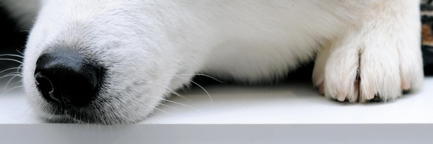 ハスキー犬 banner