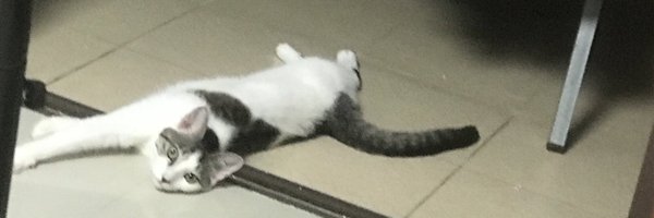 q1124025703 Profile Banner
