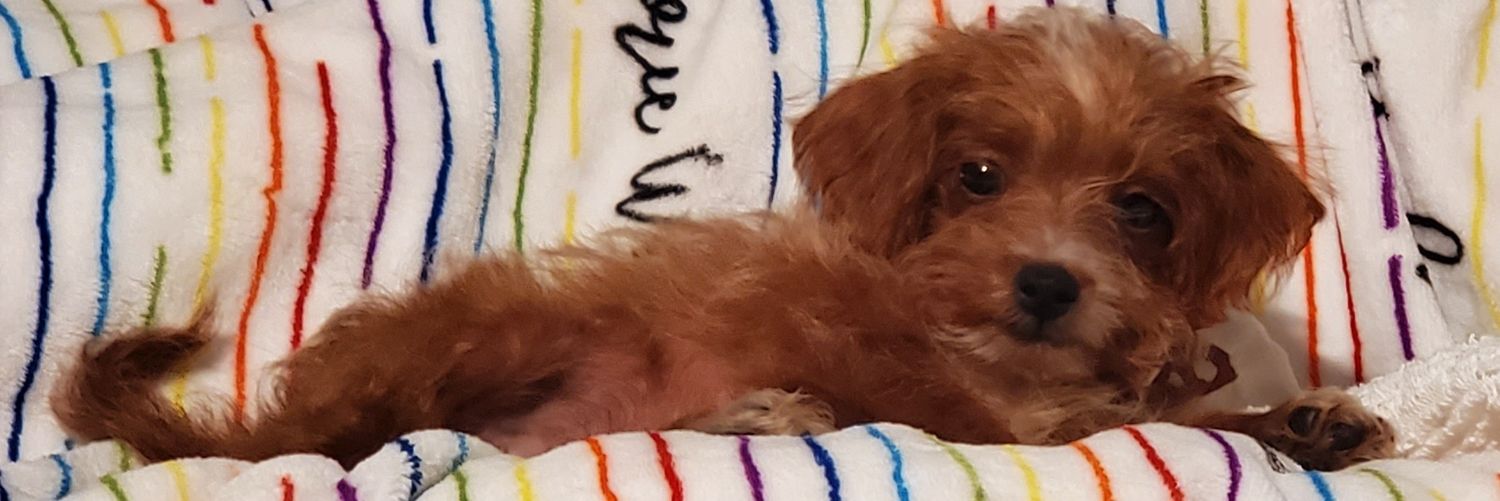 Snarcasm Queen - Hightower Hater banner