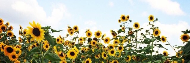 JenniferJarach's profile banner image