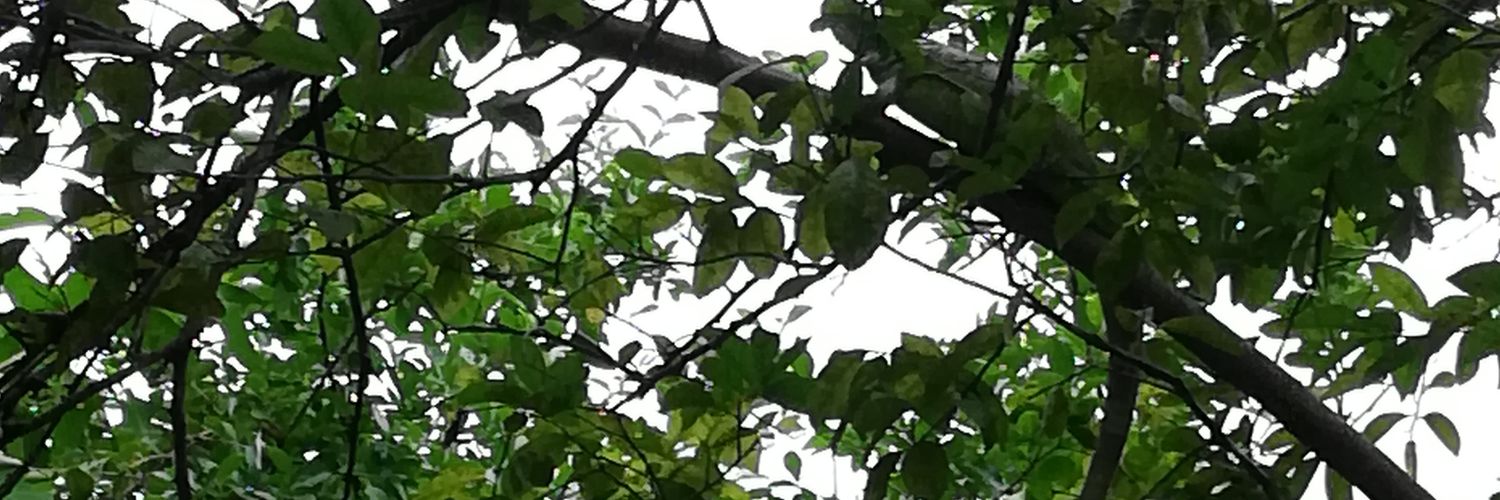 TheHBKmaster's profile banner image
