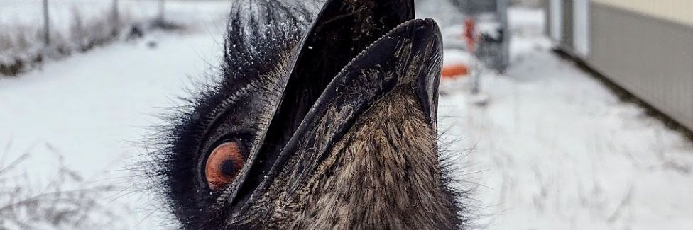 lovesbigmech's profile banner image