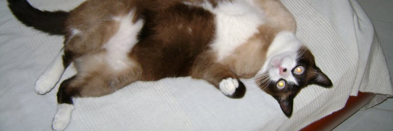 Alex_Morpheus's profile banner image