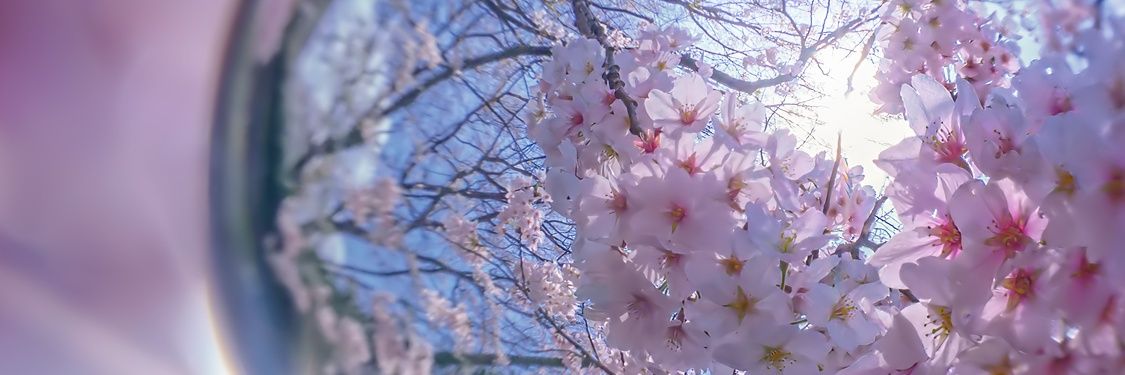 richachobi's profile banner image