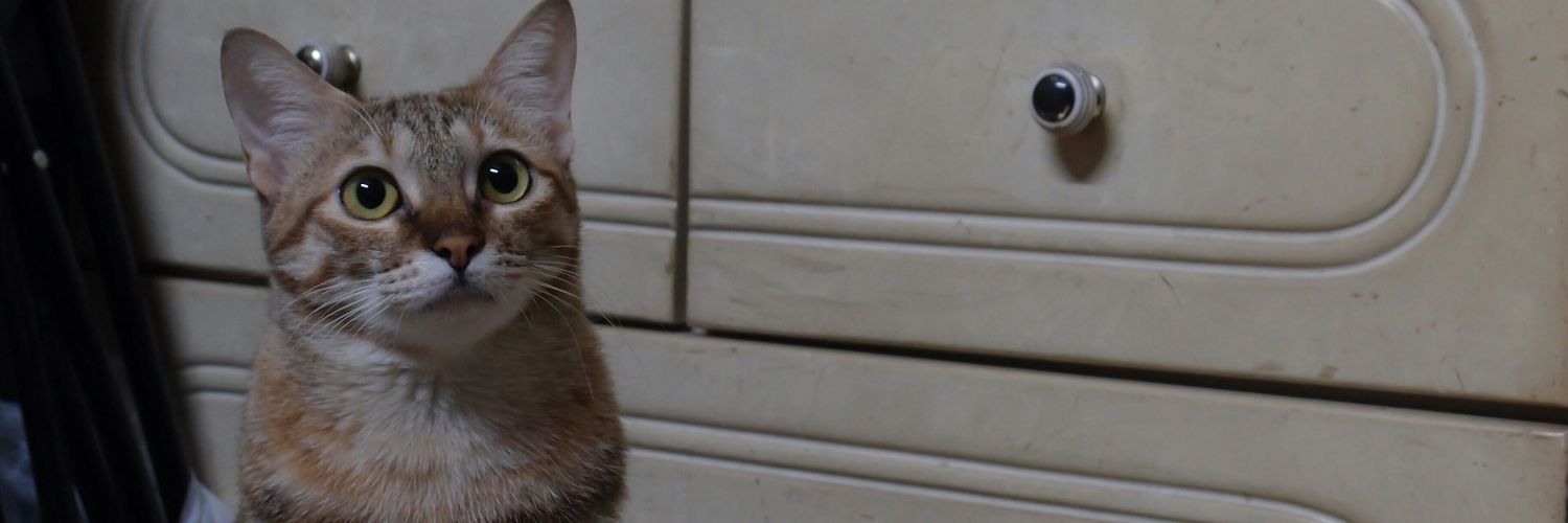 Nek 🐓 comm open banner