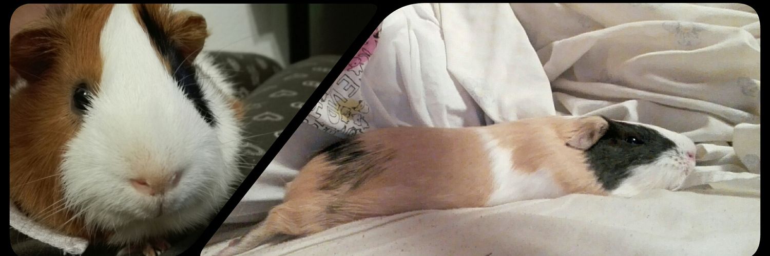 Ana Bonny banner