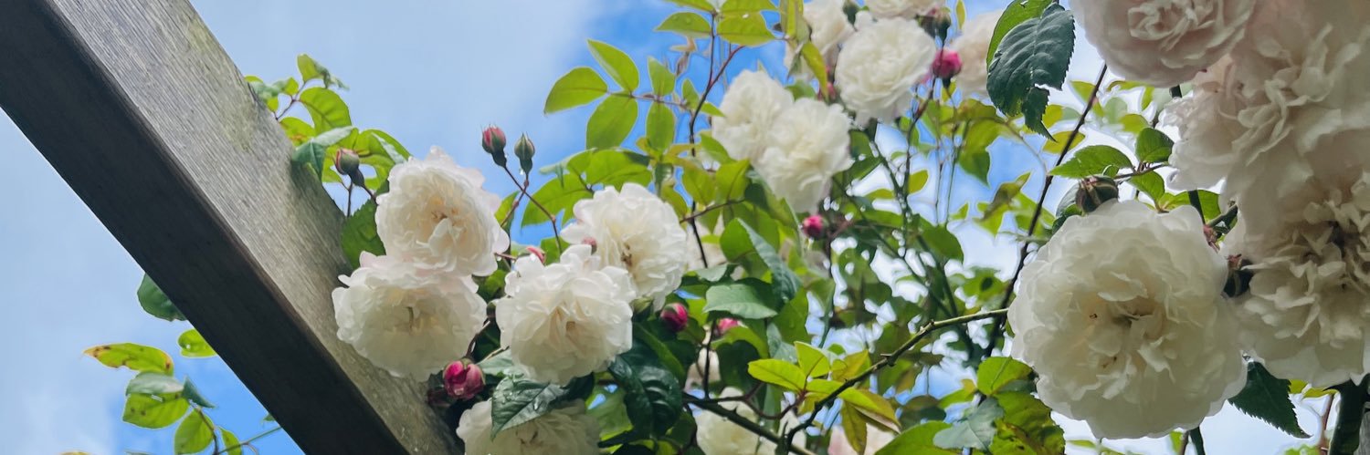 Rachel Harrison banner
