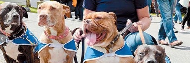willowendbsl's profile banner image