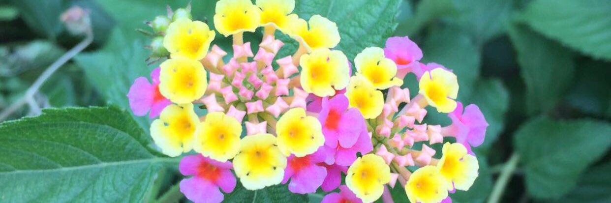 Hydrangea banner