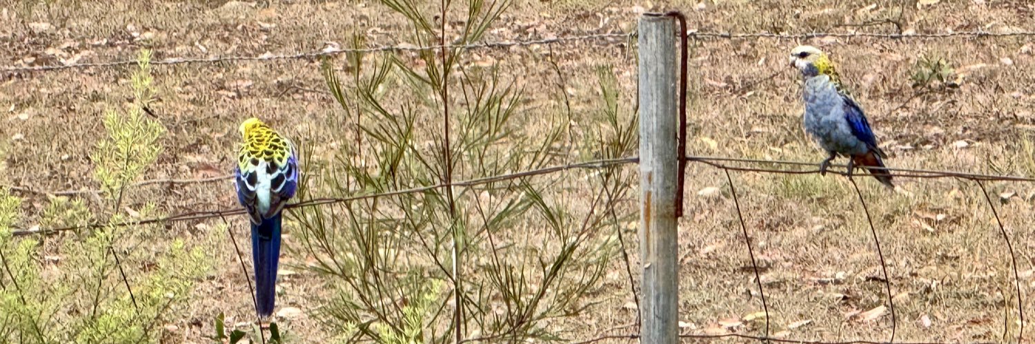 Country Disciple banner