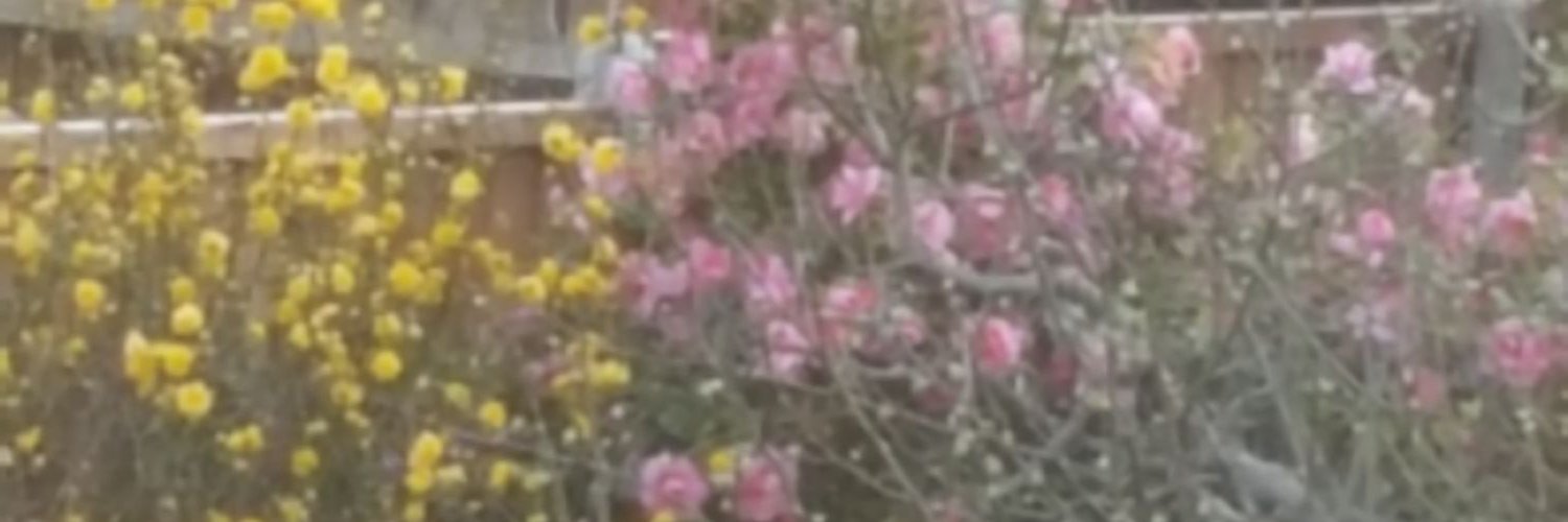 shahmathsuk's profile banner image