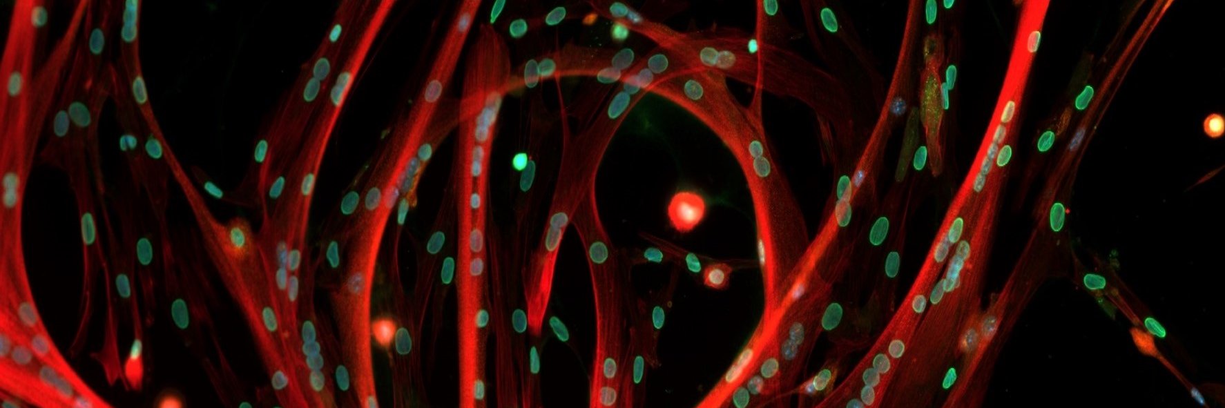 Gomes Lab @Gomes@mas.to banner