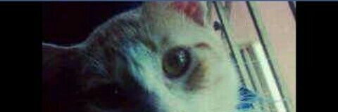 La Gata banner