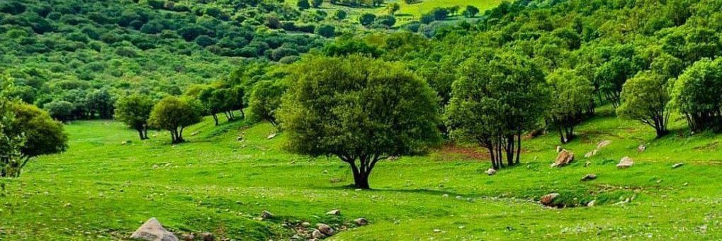 Berîtan Pîran banner