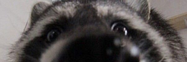 Goob banner