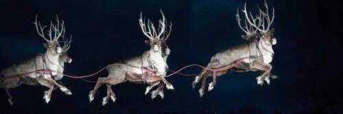 LEO CANDYCANE banner