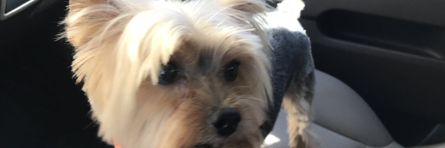 StephCarMac's profile banner image