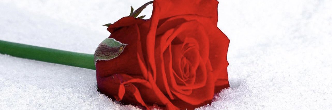 أ/ وداد الرشود 🌹 وقل رب زدني علماً 💚 banner