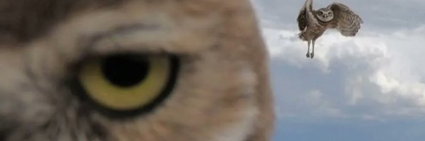 さくらこ@国民民主党フクロモモンガ部 banner