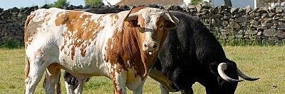 toros galache banner