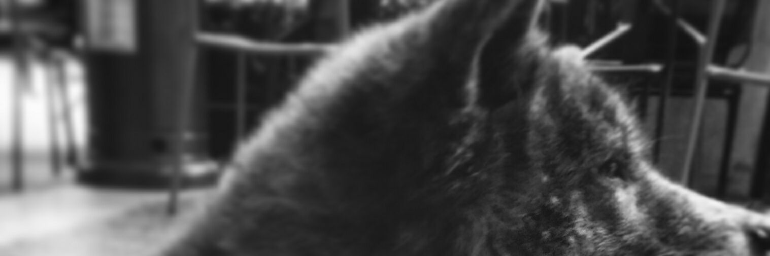 IkyN's profile banner image