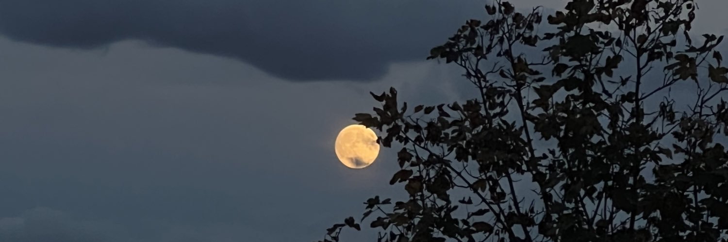 Sakuragi🐉🌕 banner