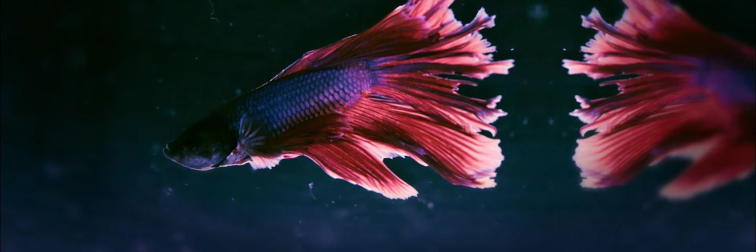 atgony27can's profile banner image