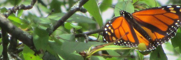 lhandsyr Profile Banner