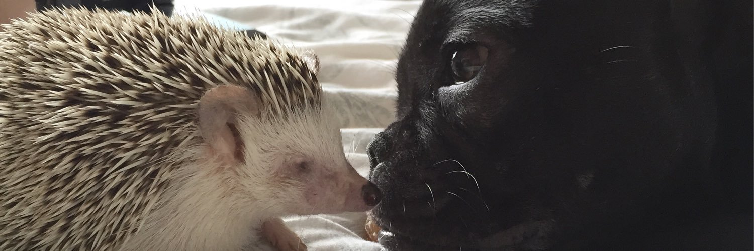 Kimberly Toogood banner