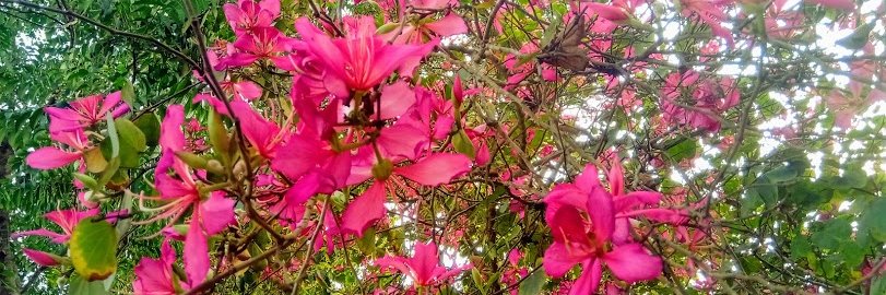 dhanmoni007's profile banner image