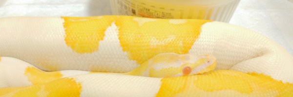 mata1177 Profile Banner