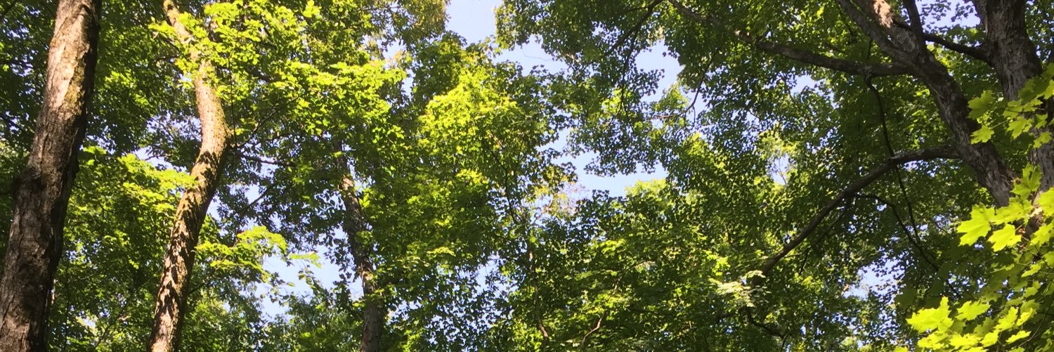 AllisonScoggin's profile banner image