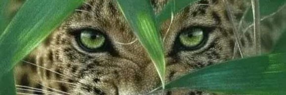 Bethinaspbr's profile banner image