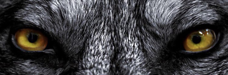 mbird94's profile banner image