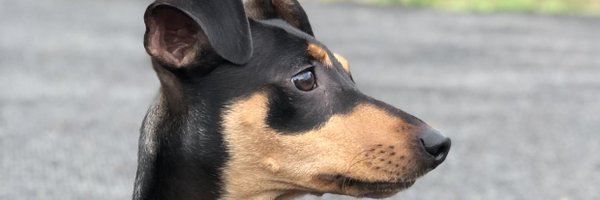BrookeFullarton Profile Banner