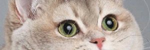 Charcat banner